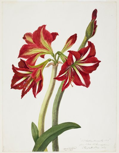 E.F. Amaryllis semis, mai 1824 - Priscilla Susan Bury